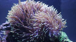 Aquarium Meerwasseraquarium