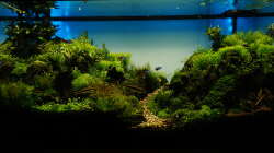 Dekoration im Aquarium JBL Setup 2017