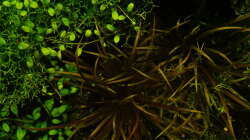 Pflanzen im Aquarium JBL Setup 2017