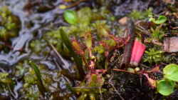 Pflanzen im Teich Hochmoor-Beet