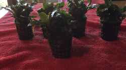 18.04.2020 5x Bucephalandra theia green