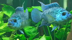 Besatz im Aquarium Blue Dempsey