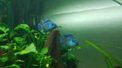 Besatz im Aquarium Blue Dempsey