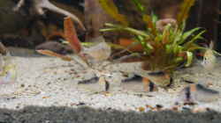 Corydoras aldolfoi