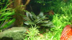 Pflanzen im Aquarium Becken 34244 -Ehemaliges Diskusbecken -