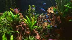 Dekoration im Aquarium Juwel Lido 200