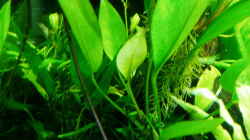 Anubias barteri gedeiht auch in vollem Licht sehr gut und treibt Blätter, aufgebunden