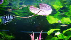 Schwimmblätter vom Roten Tigerlotus
