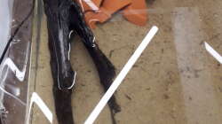 Dekoration im Aquarium Kinderstube Corydoras panda (Nurnoch als Beispiel)