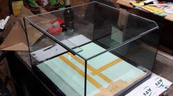 Aquarium Kinderstube Corydoras panda (Nurnoch als Beispiel)