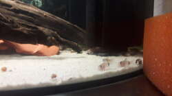 Besatz im Aquarium Kinderstube Corydoras panda (Nurnoch als Beispiel)