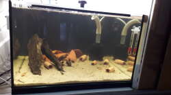 Aquarium Kinderstube Corydoras panda (Nurnoch als Beispiel)