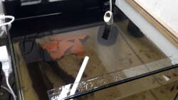 Aquarium Kinderstube Corydoras panda (Nurnoch als Beispiel)