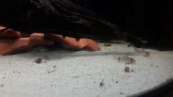 Besatz im Aquarium Kinderstube Corydoras panda (Nurnoch als Beispiel)