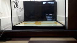 Aquarium Kinderstube Corydoras panda (Nurnoch als Beispiel)