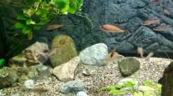 Paracyprichromis nigripinnis und Neolamprologus caudopunctatus 