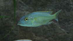 Buccochromis Lepturus 