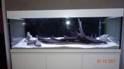 Große Mangroven-Wurzel