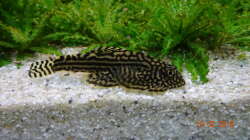 Pracht-Flossensauger (Sewellia lineolata)