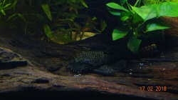 Blauer Antennenwels (Ancistrus dolichoptrerus)