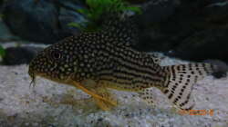 Orangflossen Panzerwels (Corydoras sterbai)