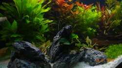 Schwarze Quarzsteine