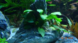 Anubias auf Stein fest verwurzelt