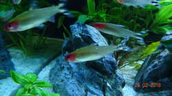 Rotkopfsalmler mit Hautparasit (wahrscheinlich Oodinium)