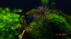 Besatz im Aquarium Mystic River