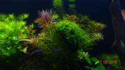 Links: Grüne Rotala, Mitte: Limnophila Aromatica u. Javamoos, 