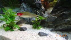 Rotkopfsalmler (Hemmigrammus bleheri)