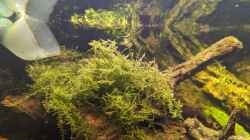 Pflanzen im Aquarium Golden River