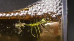 Jungfisch mit Schaumnest