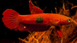 Betta brownorum Männchen