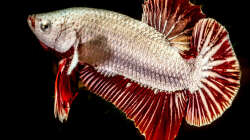 Betta splendens RED DRAGON