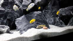 Labidochromis sp. Perlmutt und Labidochromis Caeruleus