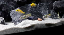 Labidochromis sp. Perlmutt, Labisochromis Caeruleus und Melanochromis Cyaneorhabdos