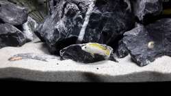 Labidochromis sp. Perlmutt