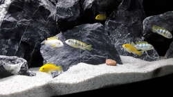 Labidochromis sp. Perlmutt und Labidochromis Caeruleus