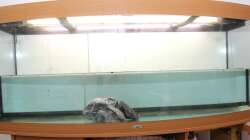 Leeren und Reinigung