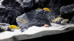 Labidochromis sp. Perlmutt und Labidochromis Caeruleus