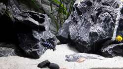 Melanochromis Cyaneorhabdos