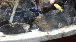 Melanochromis cyaneorhabdos