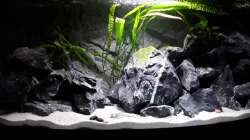 Cryptocoryne aponogetifolia