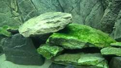 nach zwei Tagen herrlicher Bewuchs