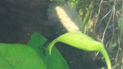 Anubias barteri var. nana in voller Blüte