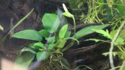 Anubias barteri var. nana