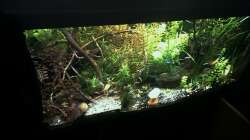 Aquarium Tropenjuwel