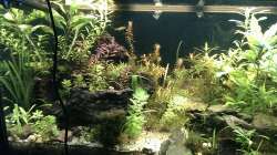 linke Aquarienseite bis mitte