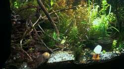 An einem kleinen tontopf habe ich kabelbinder befestigt und ein stück gurke an den